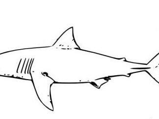 大白鲨7