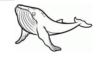 鲸鱼31