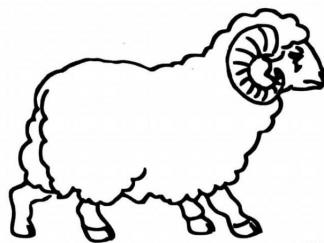 绵羊23