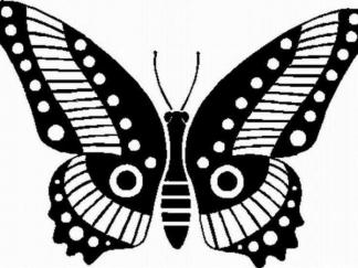 蝴蝶622