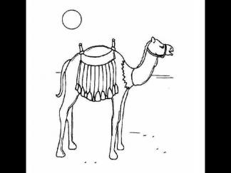 骆驼48