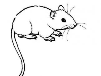 老鼠51