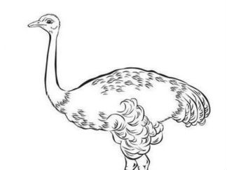 鸵鸟3