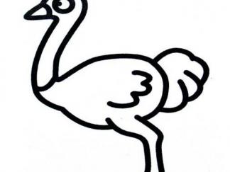 鸵鸟34