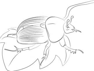 甲虫4