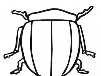 甲虫