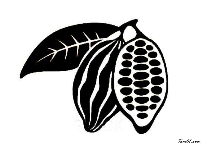 可可果和可可豆