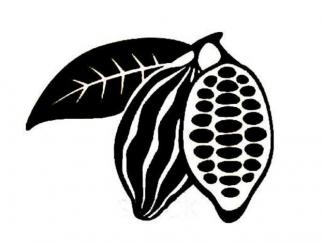 可可果和可可豆4