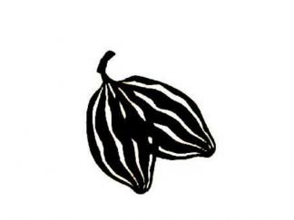 可可果和可可豆5