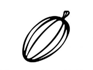 可可果和可可豆1