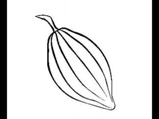 可可果和可可豆6