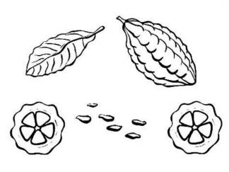 可可果和可可豆3