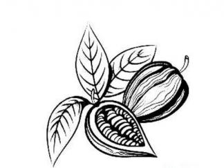 可可果和可可豆2