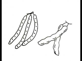 豆荚6