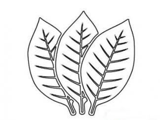 烟草叶子2