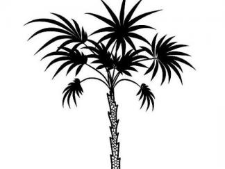 棕榈树3