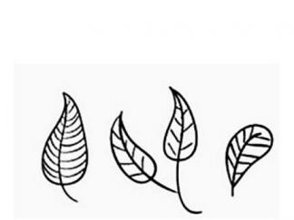 花草叶子1