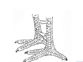 鸡爪1