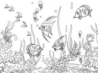 美丽的海洋世界1