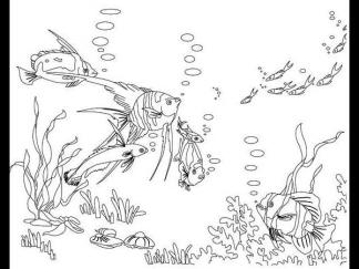 美丽的海洋世界2