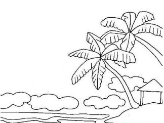 椰子树72