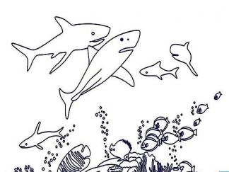 神奇的海底世界1