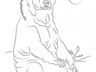 马来熊(太阳熊)7