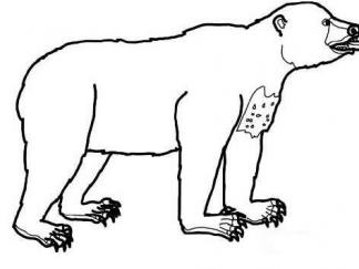 马来熊(太阳熊)4