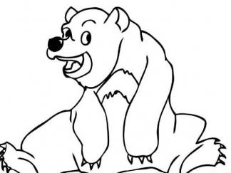 马来熊(太阳熊)3