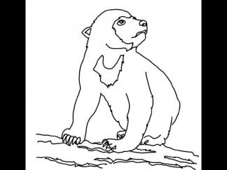 马来熊(太阳熊)1