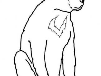 马来熊(太阳熊)6