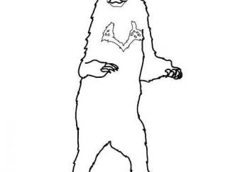 马来熊(太阳熊)2