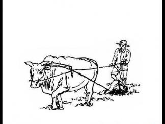 老牛耕地1