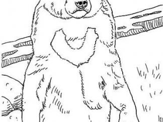 马来熊(太阳熊)5