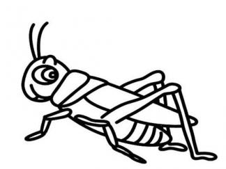 蝗虫2