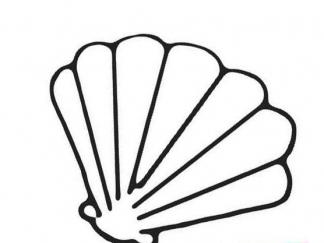 扇贝3