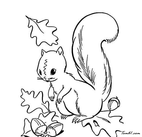 小动物丰收的秋天