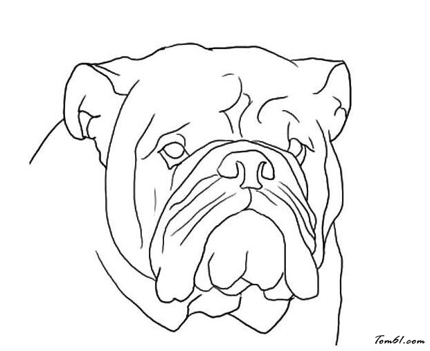 世界名犬斗牛犬