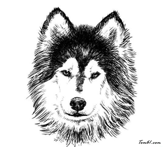 世界名犬哈士奇