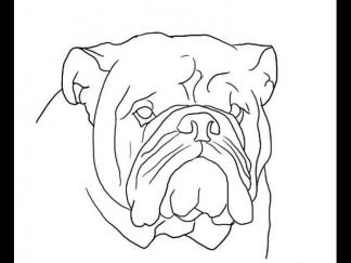 世界名犬斗牛犬1