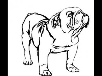 世界名犬斗牛犬5