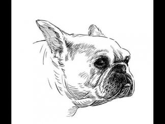 世界名犬斗牛犬4