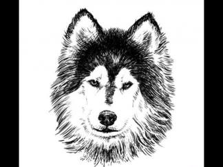 世界名犬哈士奇3