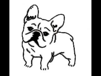 世界名犬斗牛犬9