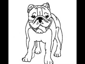 世界名犬斗牛犬6