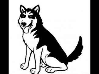 世界名犬哈士奇1