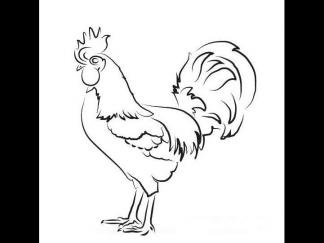 大公鸡51