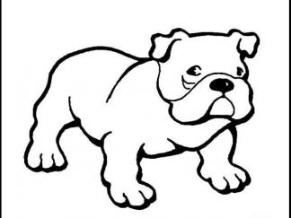 世界名犬斗牛犬7