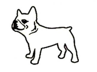 世界名犬斗牛犬8