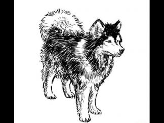 世界名犬哈士奇2